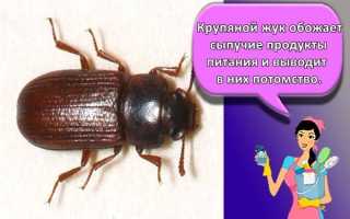 6 эффективных способов избавиться от насекомых в вашем доме