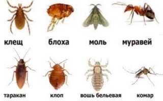 Дезинсекция — понятие, способы и средства травли насекомых