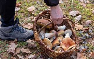 Нужно ли мыть грибы перед жаркой и засолкой? Советы от шеф-поваров