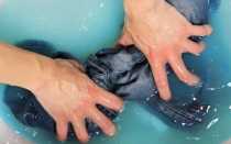 Очистка белого искусственного меха в домашних условиях