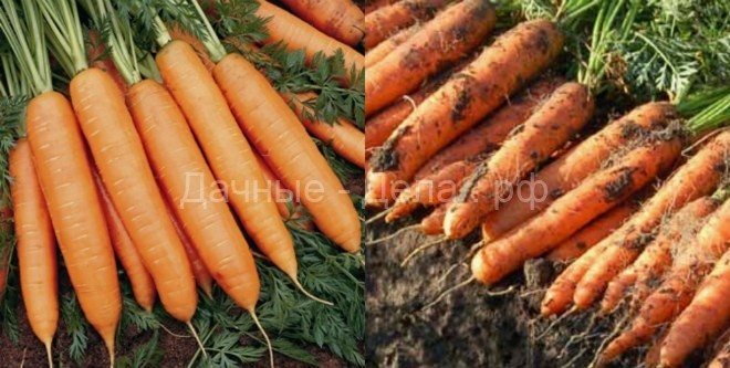 Нужно ли мыть морковь перед хранением?