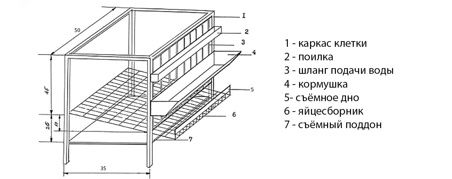 Чертёж одноярусной клетки для перепелов