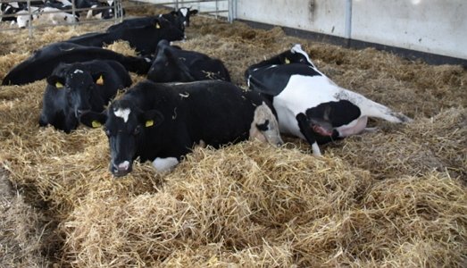 Фото подстилки для коров, farmtec.cz Фото подстилки для коров, farmtec.cz