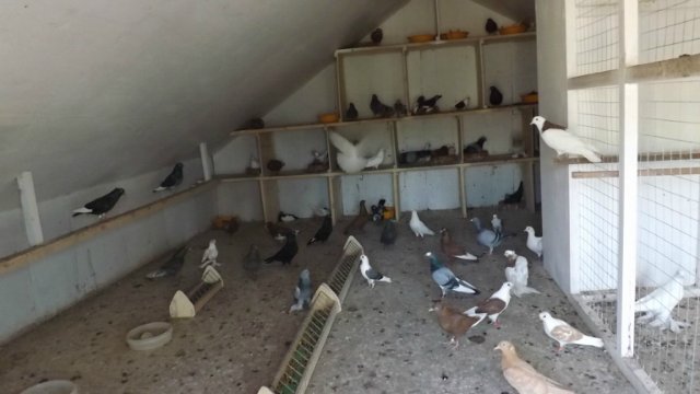 Просторная голубятня изнутри
